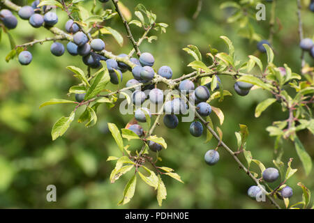 Prugnole (prugnoli) sul prugnolo (Prunus spinosa) durante il mese di agosto in Hampshire, Regno Unito Foto Stock