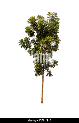 Un grande albero isolato su sfondo bianco Foto Stock