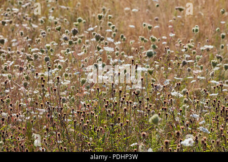 Carota selvatici in fiore. Hurst Prati, East Molesey Surrey, Inghilterra. Foto Stock