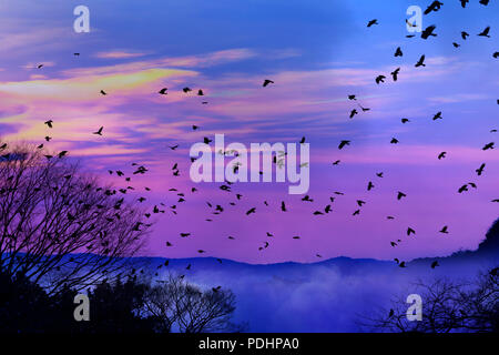 Gruppo di corvi sorvolano il cloud Foto Stock