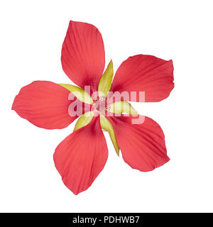 Hibiscus coccineus o scarlet rosemallow, enorme, esuberante fiore rosso isolato su bianco. Aka Texas star, brillante o scarlet hibiscuss. Foto Stock