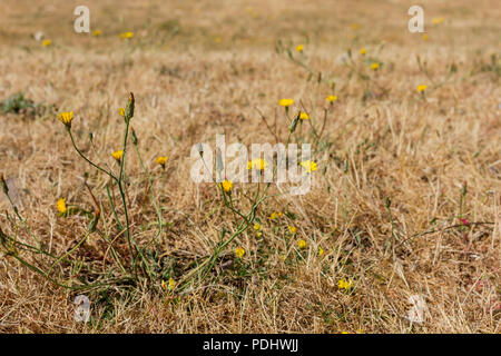 Tarassaco e asciutto erba arida, UK canicola 2018, Dorset, Inghilterra Foto Stock