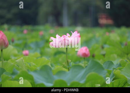 I fiori di loto in Lotus stagno di Shinobazu Pond, il parco Ueno, Giappone Foto Stock