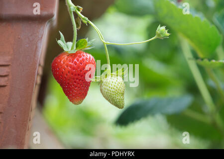 Fragaria × ananassa 'Portola'. Fragola 'Portola" frutti in luglio. Regno Unito Foto Stock