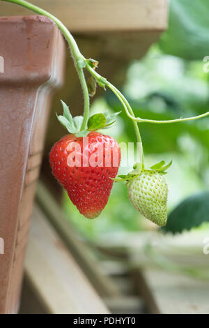 Fragaria × ananassa 'Portola'. Fragola 'Portola" frutti in luglio. Regno Unito Foto Stock