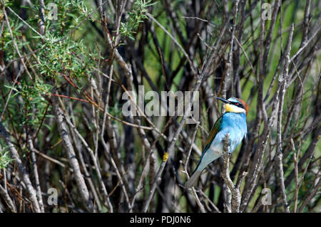 Guepier d'Europa - Bee-Eater - Merops apiaster Foto Stock