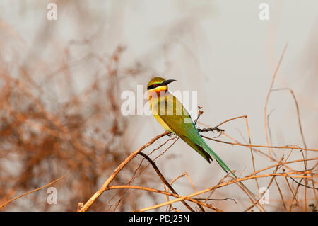 Blu-tailed Gruccione (Merops philippinus), Tailandia Guépier à coda d'azur Foto Stock