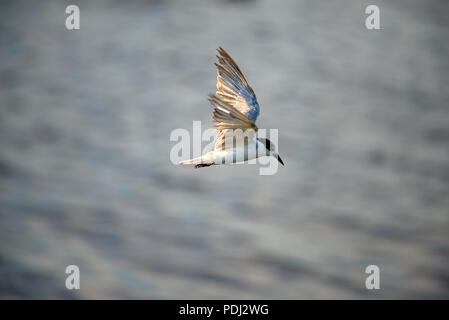 Mignattino piombato (Chlidonias hybrida) volando su sunset Guifette moustac Foto Stock