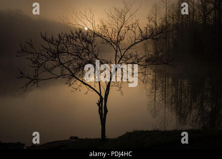 Redbud albero a bordo della cava Creech Lago, dawn, nebbia mattutina, Montgomery Bell parco statale, TN Foto Stock