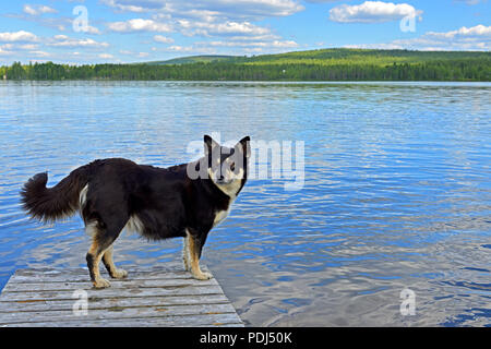 Lapponian herder (Lapinporokoira o carenza di Lapp renne cane o Lapsk Vallhund) sullo sfondo del lago blu. La Lapponia finlandese Foto Stock