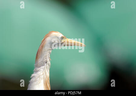 Héron garde-boeuf - ritratto - airone guardabuoi - Bulbucus ibis Foto Stock