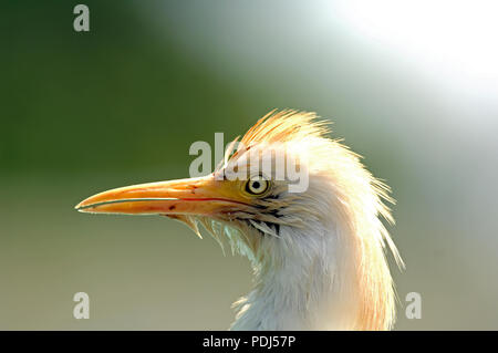 Héron garde-boeuf - ritratto - airone guardabuoi - Bulbucus ibis Foto Stock