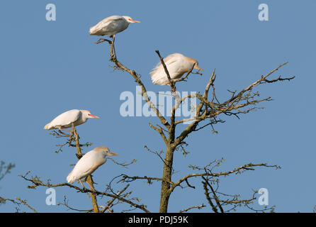 Heron garde-boeuf - airone guardabuoi - Bulbucus ibis Foto Stock