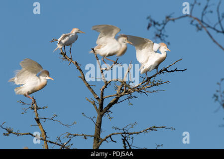 Heron garde-boeuf - airone guardabuoi - Bulbucus ibis Foto Stock