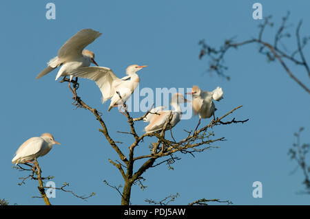 Heron garde-boeuf - airone guardabuoi - Bulbucus ibis Foto Stock