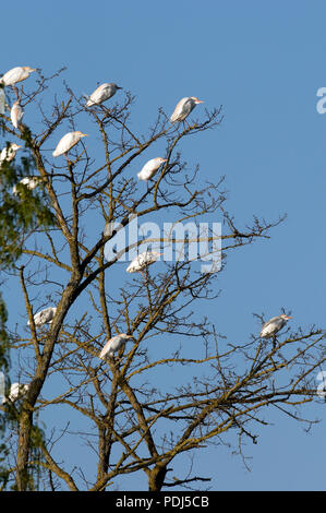 Heron garde-boeuf - airone guardabuoi - Bulbucus ibis Foto Stock