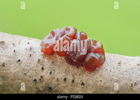 Jelly fungo (Ascotremella faginea) corpi fruttiferi crescere su un ramo di albero. Foto Stock