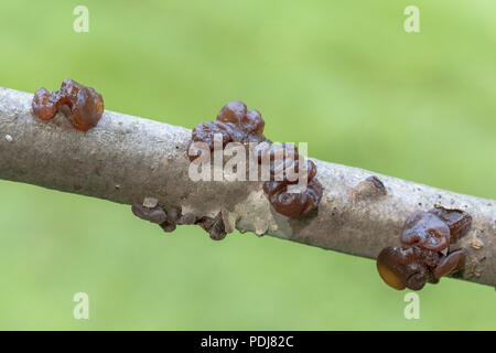 Jelly fungo (Ascotremella faginea) corpi fruttiferi crescere su un ramo di albero. Foto Stock