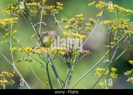 Willow trillo (Phylloscopus trochilus) miscelazione in foglie con olio di oliva upperparts giallo giallo paglierino underparts bianchi e una striscia di pallido sopra gli occhi Foto Stock