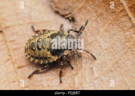 Forest Shieldbug nymph (Pentatoma rufipes) appoggiato sulla foglia caduta. Tipperary, Irlanda Foto Stock