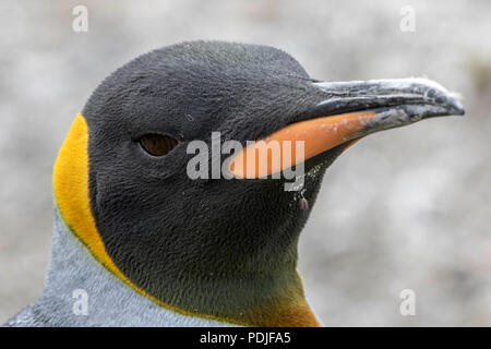 Re pinguini sull Isola Georgia del Sud Foto Stock