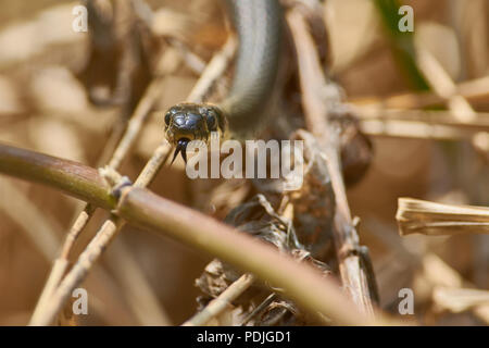 Biscia dal collare (natrix natrix) esamina il suo terreno di caccia, periodicamente fuori la sua linguetta (in habitat naturali). Foto Stock