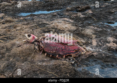 Resti di tartaruga sulla spiaggia, Paphos, Cipro Foto Stock