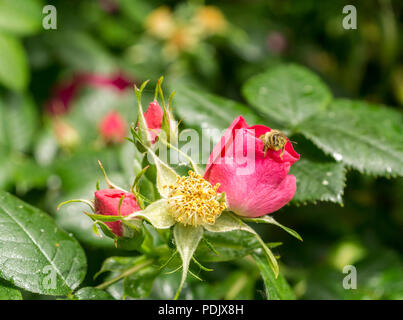 Pinke Hundsrosenbluete und Biene Fruehling im Foto Stock