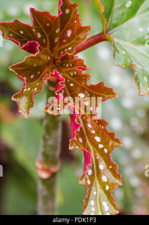 Angel Wing Begonia giovane foglia su sfondo naturale Foto Stock