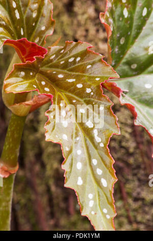 Angel Wing Begonia giovane foglia su sfondo naturale Foto Stock