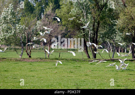 Heron garde boeuf - airone guardabuoi - Bulbucus ibis Foto Stock