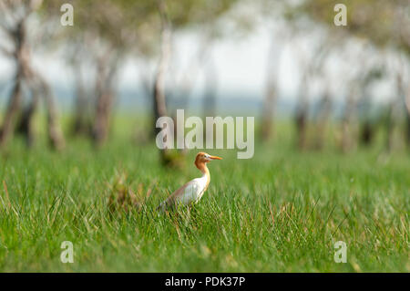 Eastern Airone guardabuoi (Bubulcus ibis coromandus) - Tailandia Foto Stock