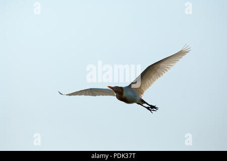 Eastern Airone guardabuoi (Bubulcus ibis coromandus) - Tailandia Foto Stock