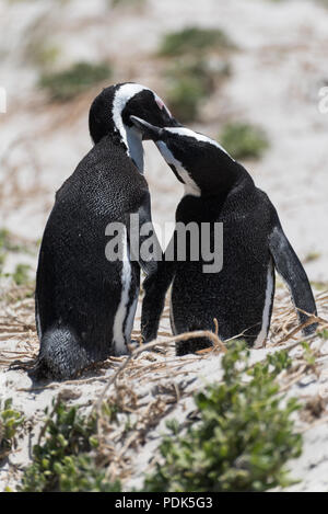 Una coppia di pinguini africani la cura per ogni altro sulla spiaggia di sabbia in Sud Africa Foto Stock