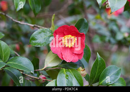 Camellia japonica "Alexander Hunter' Fiore. Foto Stock