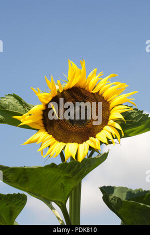 Helianthus annuus. Grandi flowerhead girasole. Foto Stock