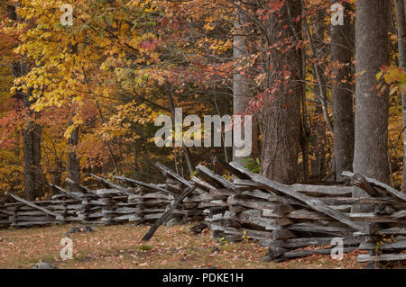 Split rail recinzione di cedro, alberi d'autunno, vecchio Jim balle Place, Roaring Fork Motor Sentiero Natura, Great Smoky Mtns Ntl Park Foto Stock