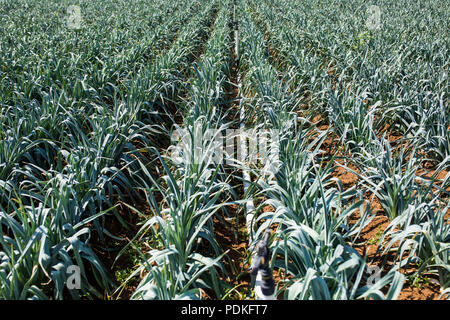 Campo di grandi dimensioni con la vendemmia mature piante di porro Foto Stock