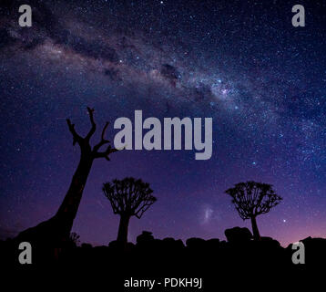La Via Lattea risplende su quivertrees in Namibia Foto Stock