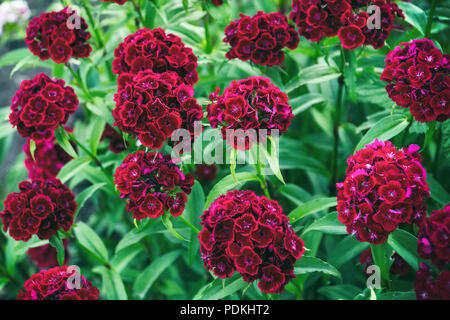 Bagno turco carnation maroon su uno sfondo naturale. Dianthus barbatus. Messa a fuoco selettiva Foto Stock