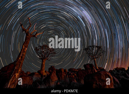 Tracce stellari cerchio nel corso quivertrees in Namibia Foto Stock