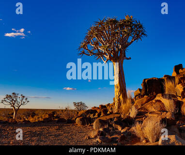 Quivertrees sono unici per i deserti della Namibia Foto Stock