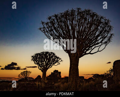 Quivertrees sono unici per i deserti della Namibia Foto Stock