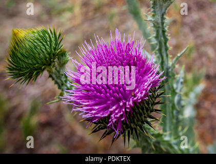 Thissle del latte che cresce nella natura selvaggia in Colorado. Foto Stock