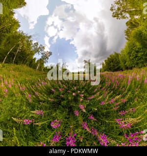 Campo di willow-tea in un giorno nuvoloso. Ampio angolo di panorama. Foto Stock