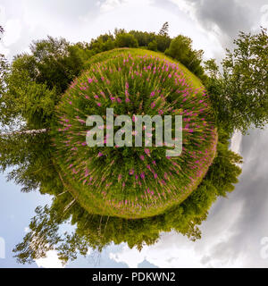 Campo di willow-tea in un giorno nuvoloso. Minuscolo pianeta sferica a 360 panorama. Foto Stock