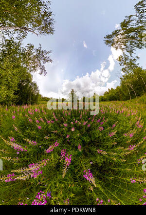 Campo di willow-tea in un giorno nuvoloso. Ampio angolo di panorama. Foto Stock