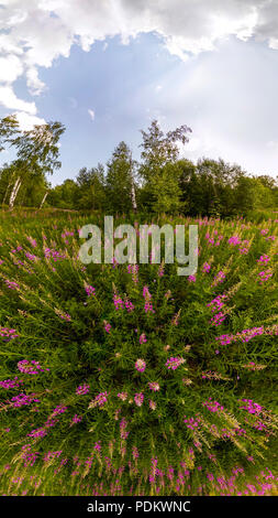 Campo di willow-tea in un giorno nuvoloso. Ampio angolo di panorama. Foto Stock