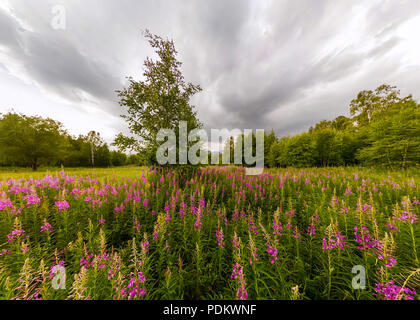 Campo di willow-tea in un giorno nuvoloso. Ampio angolo di panorama. Foto Stock