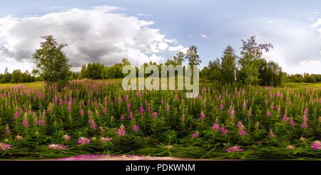 Campo di willow-tea in un giorno nuvoloso. Sferica a 360 gradi panorama VR. Foto Stock